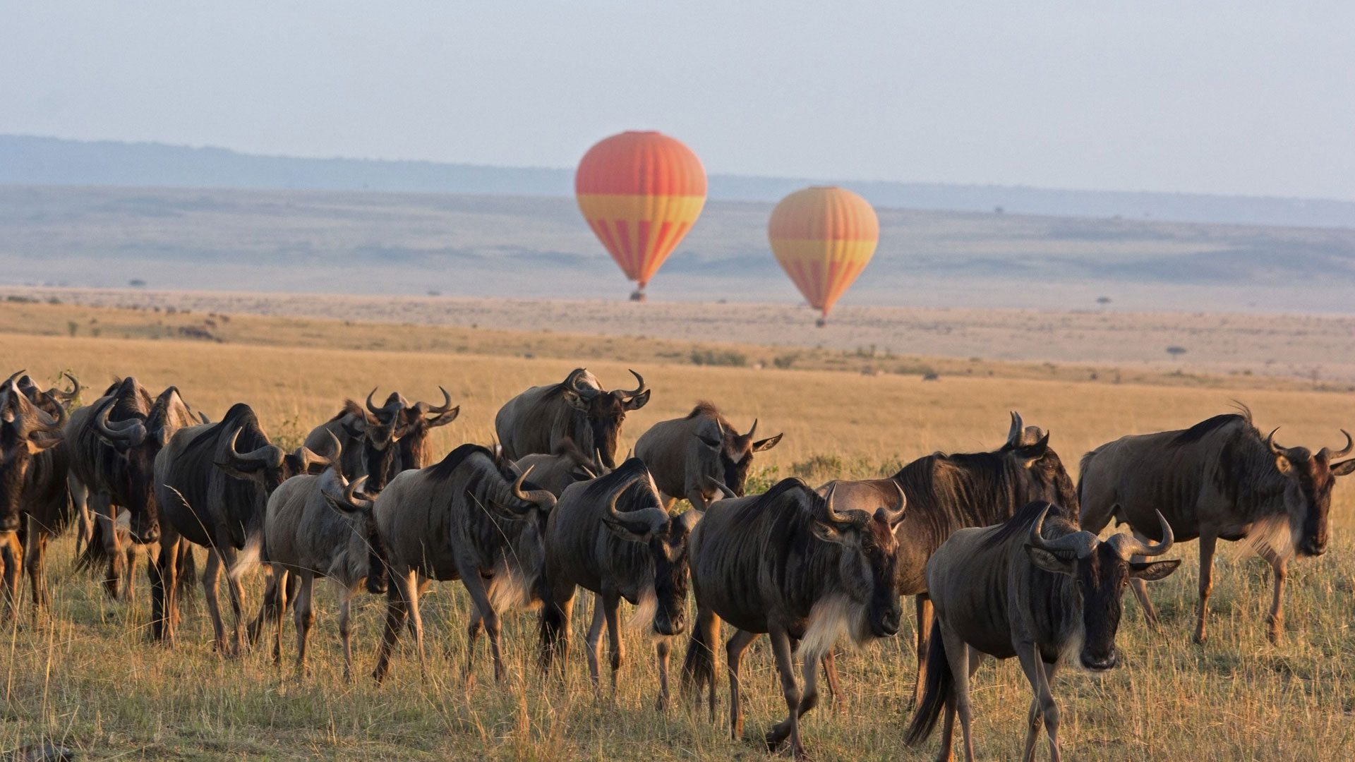 Tarangire → Serengeti National Park