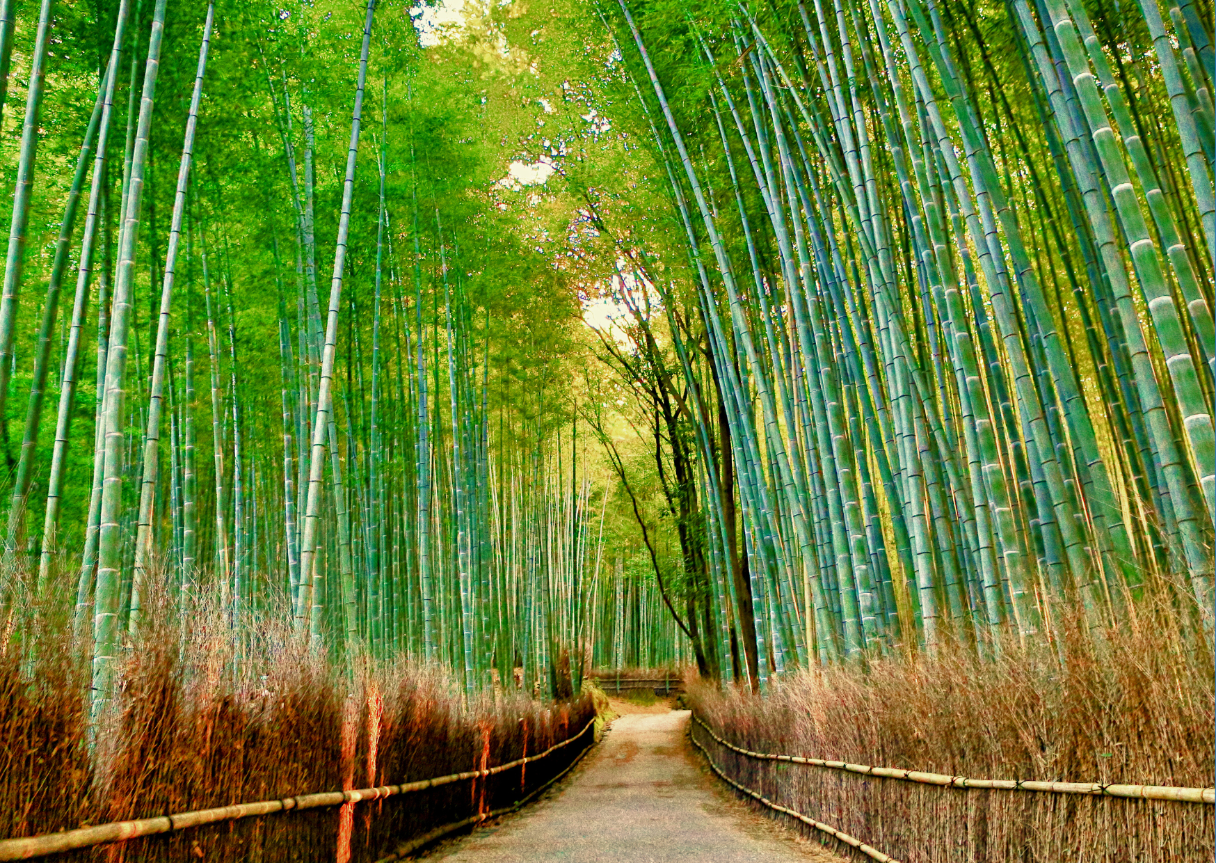 Whispers of Old Japan: From Thatched Roofs to Sacred Falls