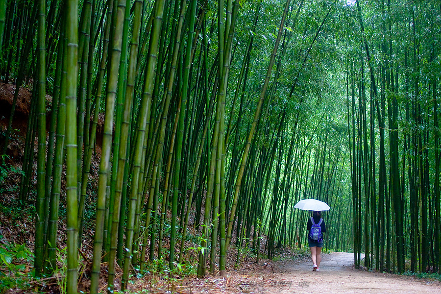 Seoul – Suwon – Jeonju: Fortress Walls & Wooden Dreams