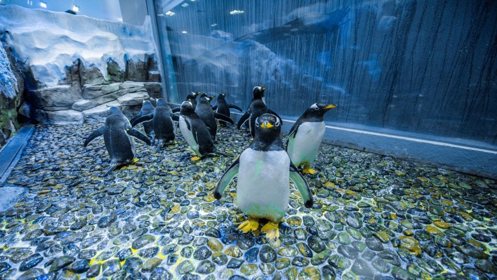 Dubai Aquarium Penguin Encounter